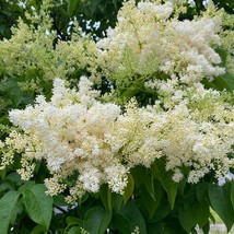 Syringa Reticulata Ivory Silk Ivory Silk Japanese Tree Lilac Live Plant ... - $48.90