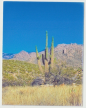 Saguaro at Catalina State Park Tucson Arizona Vintage Postcard Unposted - £2.78 GBP