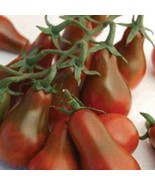 SDC Chocolate Pear Pear Shaped Cherry Seeds 30 Seeds Easy Grow - €12,17 EUR