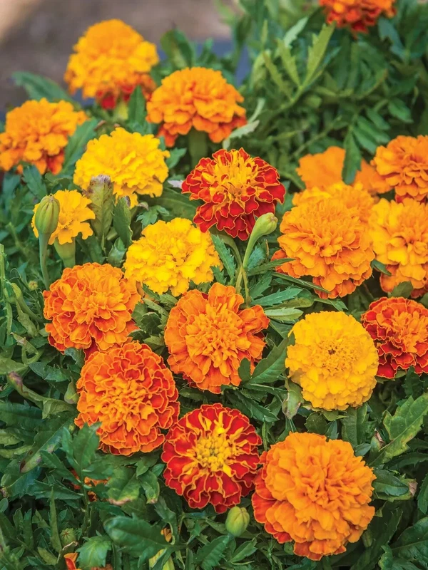 Fragrant 25 Boy O&#39; Boy Mix Marigold Seeds for Garden Planting - €6,85 EUR