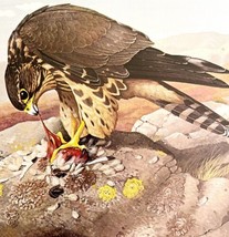 Pigeon Hawk Art Print Color Plate Birds Of Prey Vintage Nature 1979 DWT11B - $34.99