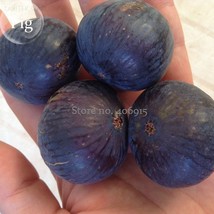 Fracazano Bianco Black Fig Tree 6 Seeds Organic Fruits E3915 Garden Fresh USA St - $5.34