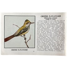 Crested Flycatcher Bird Print 1931 Blue Book Birds Of America Art PCBG13A - $19.99