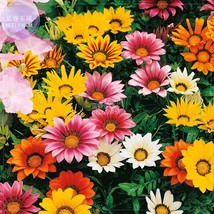 Gazania Mixed 9 Types Of Treasure Flower Seeds 30 Seeds Garden Beautiful - $6.22