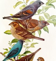 Indigo Bunting Blue Grosbeak 1936 Bird Lithograph Color Plate Print DWU12C - £23.95 GBP