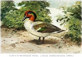 Green-Winged Teal (Anas Carolinensis, Gmel) - 1913 - Bird Illustration Poster - £7.98 GBP+