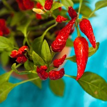 Jwala Hot Pepper Seeds - Authentic Indian Chilli, Choose 10/40/200 Qty - Perfect - £5.48 GBP
