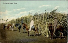 Growing Sugar Cane Men on Horseback Plantation c1915 Postcard T17 - £7.01 GBP