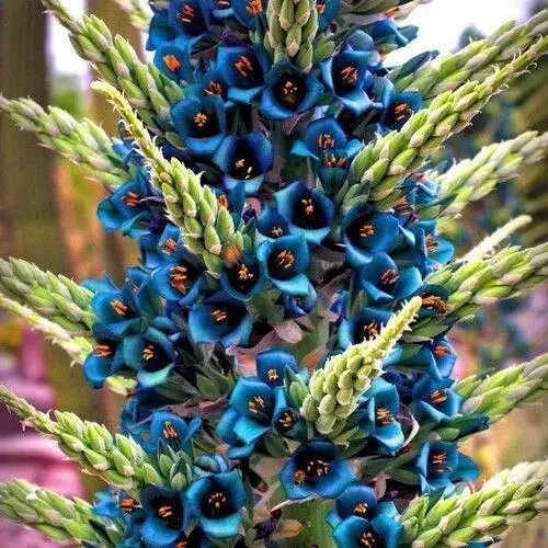 Fresh Blue Sapphire Tower Plant Seeds (Puya Alpestris) 10+Seeds Garden - £17.11 GBP