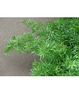 Asparagus Sprengeri Hardy Form Hardy Asparagus Fern Seeds Easy To Grow G... - $261.30 MXN
