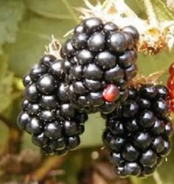 Top Seller 100 Blackberry Fruit Bush Rubus Allegheniensis Seeds - £11.46 GBP