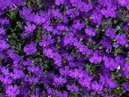 USA Crystal Palace Purple Blue Lobelia Regatta Erinus Flower 200 Seeds - £8.78 GBP