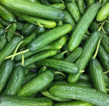 BPASTORE Beit Alpha Cucumber 50 Persian Vegetable Garden Non-Gmo Seeds Online - £7.61 GBP