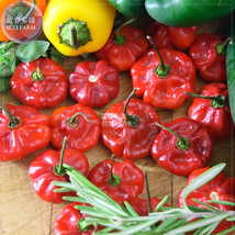 BELLFARM Scotch Bonnet Red (Yellow) Hot Pepper Vegetable Seeds, 15 seeds, 100% r - £2.78 GBP