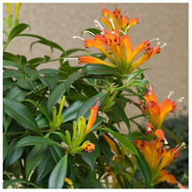 Orange Lipstick Plant Aeschynanthus Xsplendidus Indoor Flower 4-5&quot; Tall 2.5&quot; Pot - £76.96 GBP