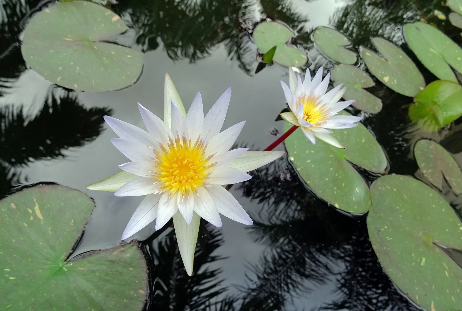 10 Seeds Nymphaea pubescens White Hairy Water Lily Flower - Seed Pack - $15.19