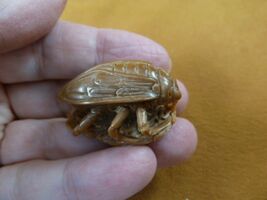(tb-ins-4-1) tan House Fly Tagua NUT figurine Bali detailed insect flies - $40.28