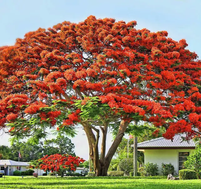 Royal Poinciana Flamboyant Flame Tree 3-6&quot; Tall Live Plant Delonix regia - £41.85 GBP