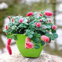 Acalypha Hispida Bonsai Chenille Plant Red-Hot Cattail Beautiful Home Garden Gra - £3.57 GBP