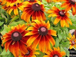 1 Oz Gloriosa Daisy Seeds Native Wildflower Deer Proof Cut Flowers Heat Cold Fro - £14.79 GBP