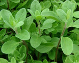 1000 Seeds Marjoram Seeds Fresh Garden Harvest Fast Shipping - £7.22 GBP