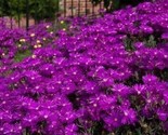 Delosperma Purple Ice Plant Flower Seeds / Perennial 50 Seeds - $5.99
