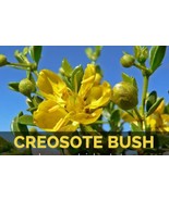 CHAPARRAL LEAF Fresh-Cut to Order 1/2lb. Larrea tridentata - $27.00