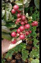 Hass Avocado &amp; RED Longan Ruby Plant Fruit Live Tree For Your Home Garden OSAM - £216.22 GBP