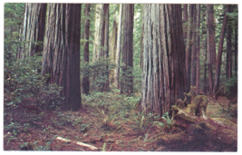 Vtg Postcard-Among the California Redwoods-Giant Trees Forest Woods-CA5 - £9.88 GBP