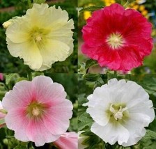 Hollyhock Single Mix Wildflower Seeds Alcea Rosea 50 Pure Seeds Fresh Seeds - £6.95 GBP