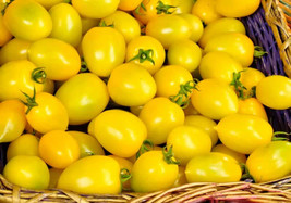 Tomato Yellow Plum Tomato 40 Seeds Fresh Seeds USA - $5.98