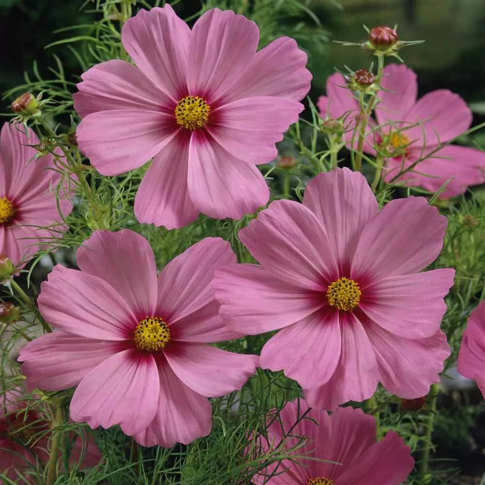 200 Sensation Pinkie Cosmos Seeds Fresh Seeds USA - $9.96