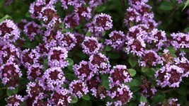 Thyme Herbs Seeds Thymus vulgaris Bulgarian ORGANIC Kitchen Herb Seeds, Purple C - £4.73 GBP