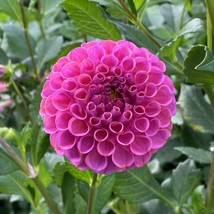 BPA 25 Rocco Dahlia Seeds Flower Perennial Flowers Seeds 1147 Easy Grow - $9.37