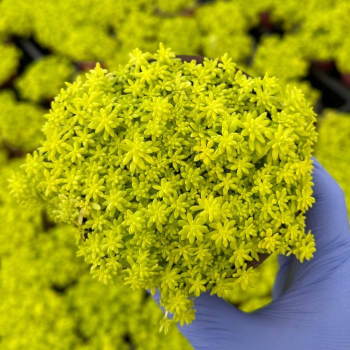 Tokyo Sun Stonecrop Japanese Stonecrop Sedum Japonicum Yellow Succulent ... - $35.58