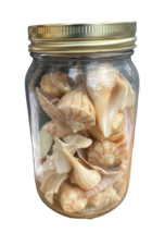 Pensacola Beach Seashell Variety in Mason Jar Decor Crafting 5.5&quot; Tall Handmade - £6.85 GBP