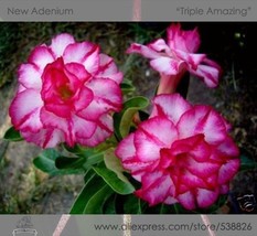 1 Pack 2 Seeds Rosy Adenium Obesum Triple Amazing Desert Rose Flowers Seeds #Nf3 - $6.29