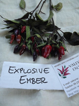 Explosive Ember Chili Pepper, 5 seeds (Ch 049) - £2.36 GBP
