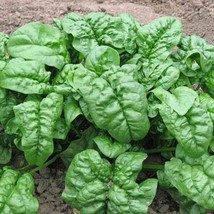 200 Seeds Giant Nobel Spinach Seeds Organic Vegetable Garden Container H... - £7.14 GBP