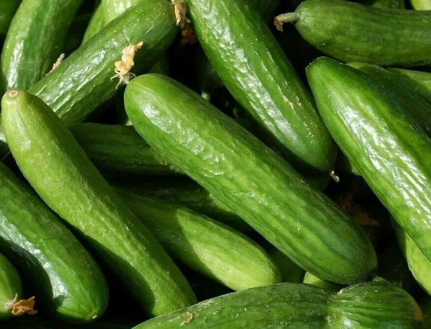 MUNCHER CUCUMBER 30+SEEDS  Vegetables GARDEN culinary PICKLING - £7.91 GBP