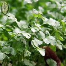 BELLFARM Coriander Heirloom Parsley Seeds, cilantro organic vegetables D... - £7.85 GBP