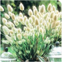 SL 20Pcs Bunny Tails Lagurus Ovatus Seeds Spring Ornamental Grasses - £4.26 GBP