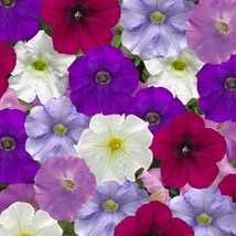 USA SELLER Petunia Seeds Flashforward Cool Water Mix 25 Pelleted Seeds - £16.14 GBP