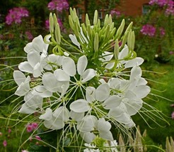 White Spider Flower Cleome Snow Queen 25 Seeds Fresh Seeds Fast Shipping - $17.48