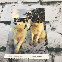 Vintage Postcard Alaskan Husky Sled Dog  - £4.66 GBP