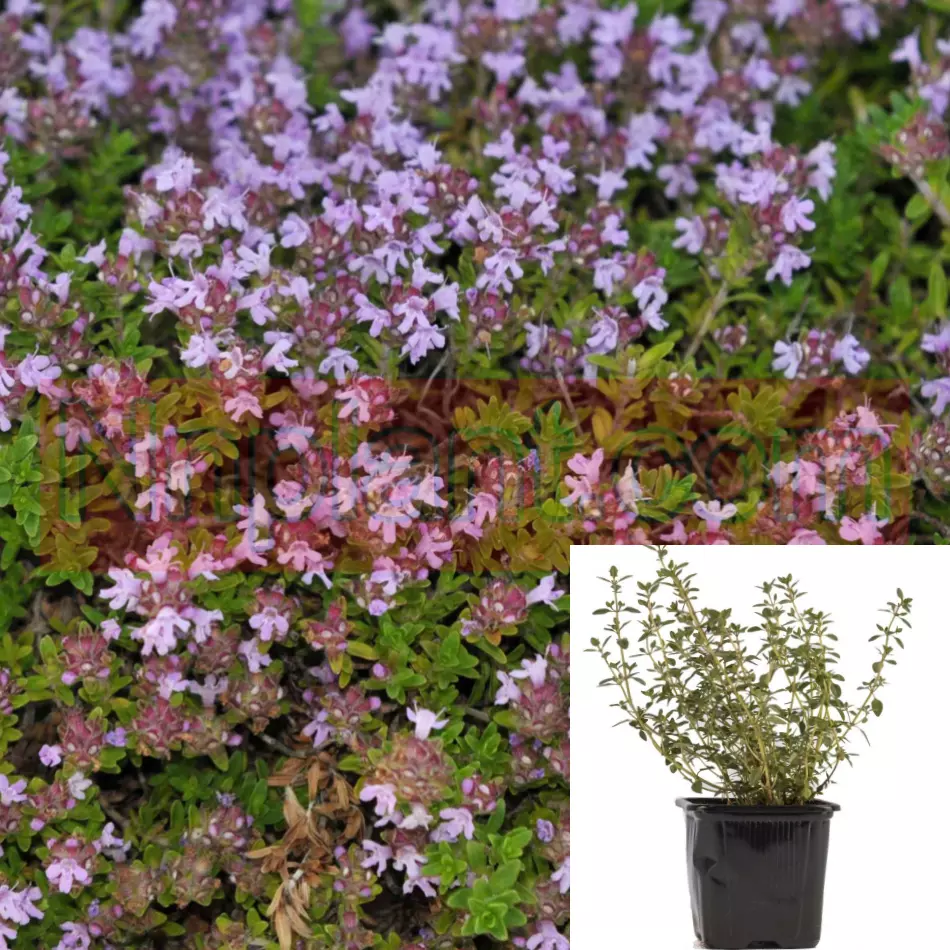 Thymus Serpyllum Mauve 4inches Creeping Thyme Plant Wild Thyme Live Plant - $16.99