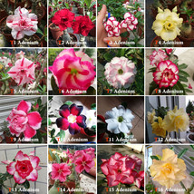 16 Types Adenium Seeds Red White Red Stripe White Red Edge Ect Double Single Des - $22.93