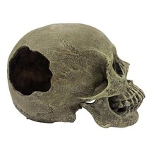 Komodo Half Human Skull Reptile Hideout Gray 1ea/One Size - £20.53 GBP