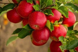 25 Seeds Paradise Apple Red Delicious Common Malus Pumila Domestica Fruit Tree  - £7.56 GBP