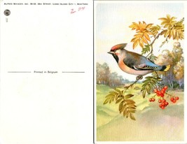 New York(NY) Long Island City Alfred Mainzer Bird on Tree Branch VTG Postcard - £7.39 GBP
